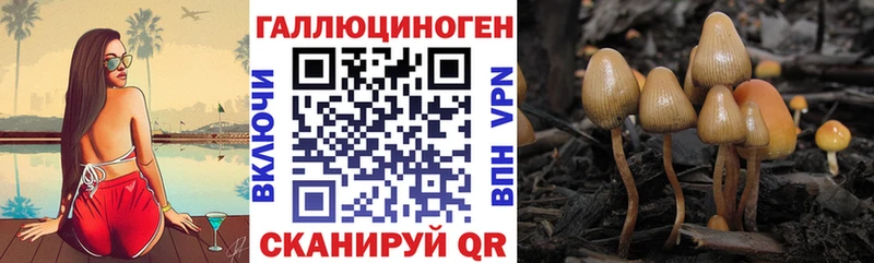 цена наркотик  Пласт  Галлюциногенные грибы Psilocybine cubensis 